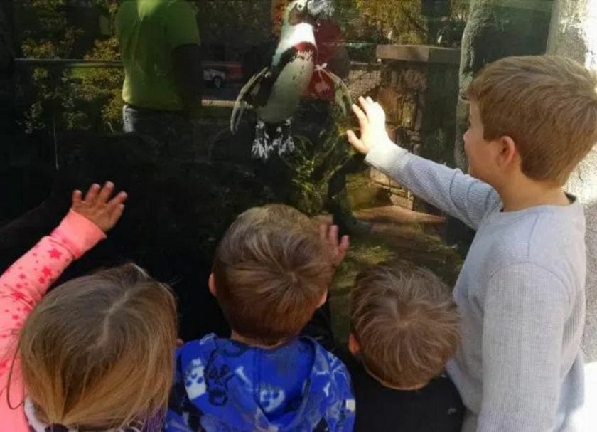 Kids looking at the penguins