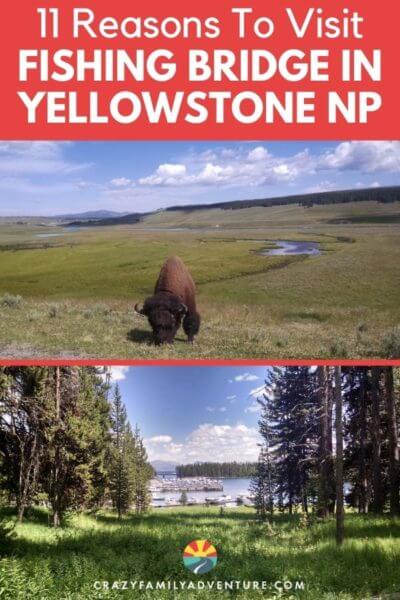 11 Reasons to visit Fishing Bridge Yellowstone! This is one of our favorite places in Yellowstone National Park. Make sure to have it on your Yellowstone Vacation itinerary. Check out the Yellowstone Lake and Yellowstone River and be sure to look for the cutthroat trout and grizzly bears!