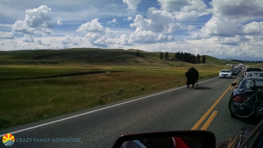 buffalo-jam makes you add patience to your Yellowstone packing list!