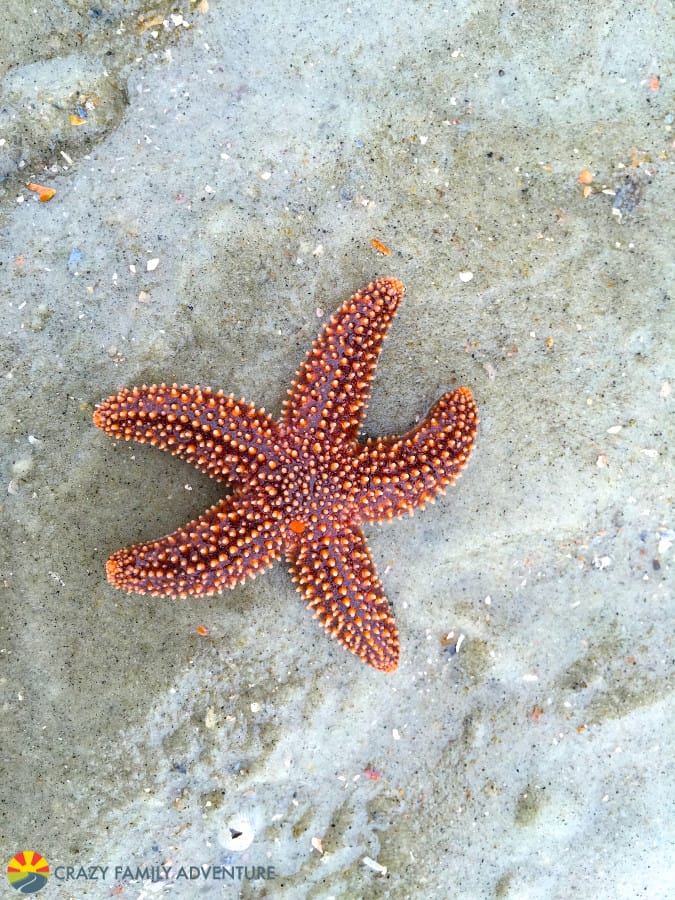 starfish