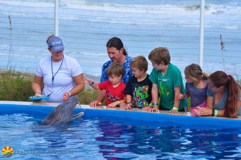 dolphin-feeding