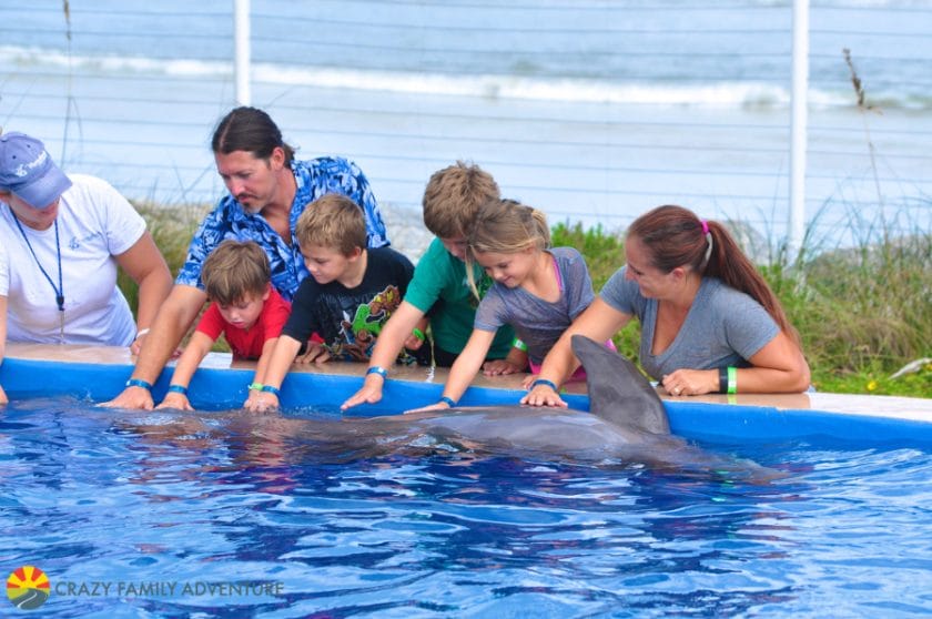 dolphin-petting