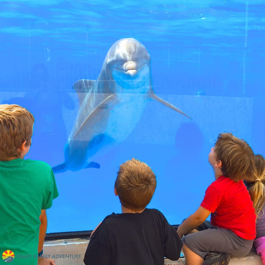 Dolphin - THINGS TO DO IN ST. AUGUSTINE