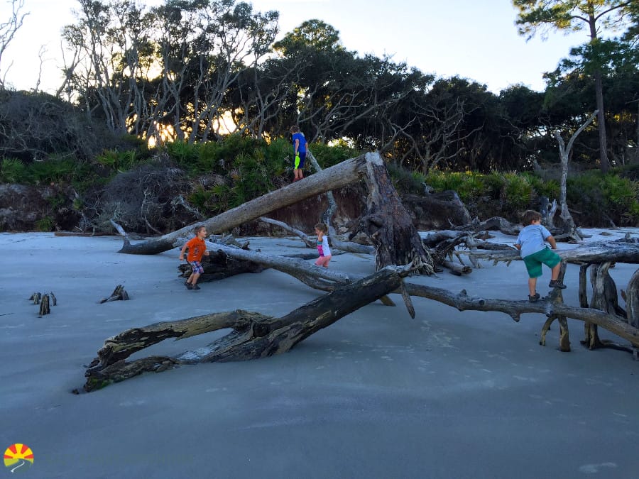 driftwood-beach-2