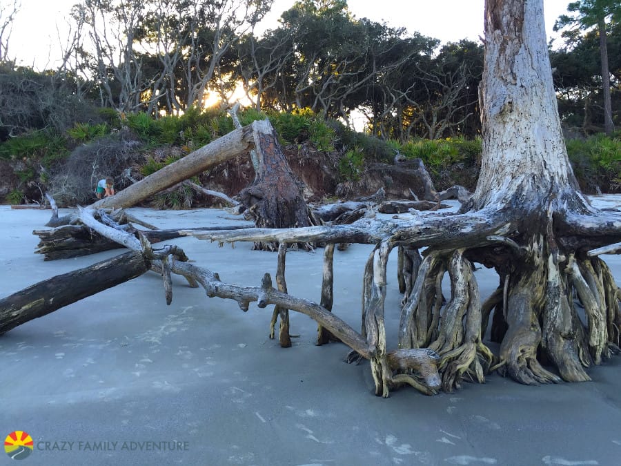 driftwood-beach-3