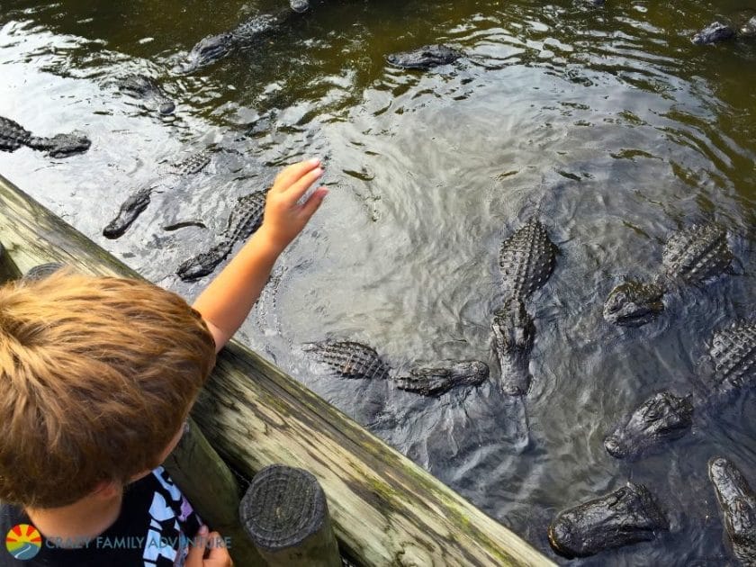 gator-feeding - THINGS TO DO IN ST. AUGUSTINE