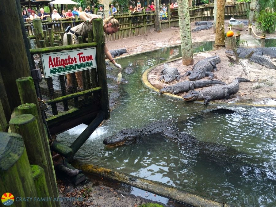 St Augustine Alligator Farm