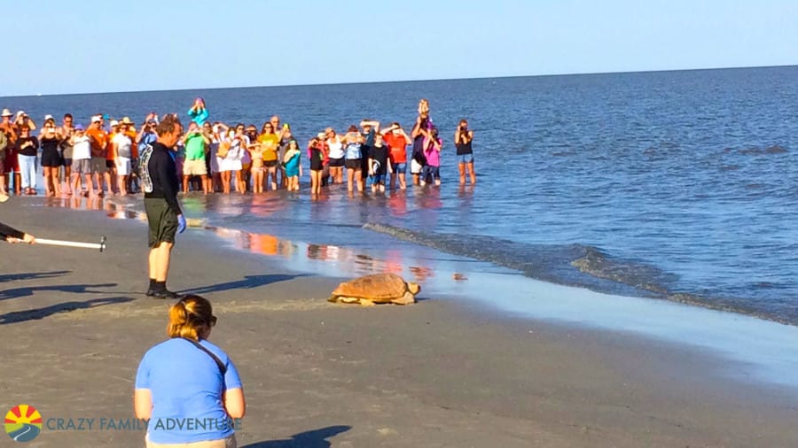 turtle-release-2