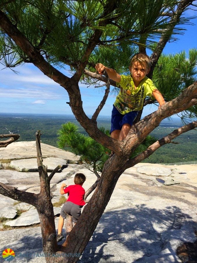 Can I climb this tree? YES!