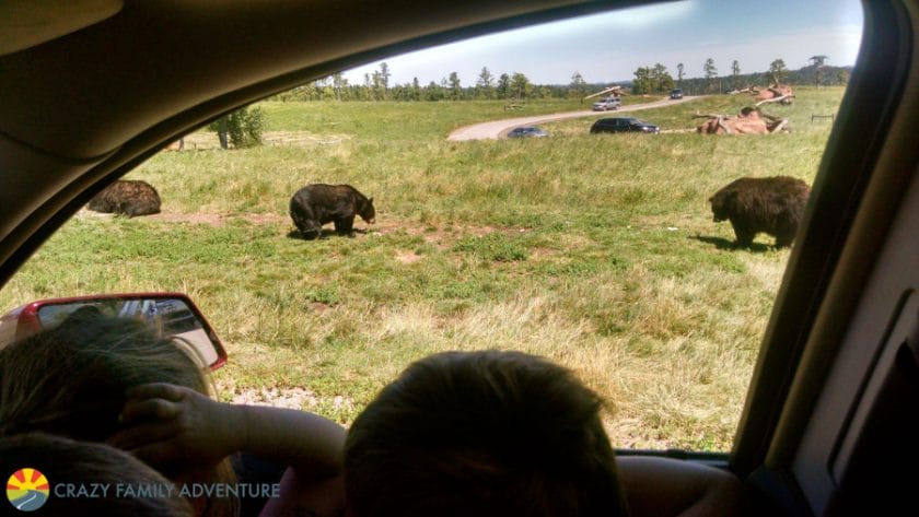 bear country South Dakota Road Trip