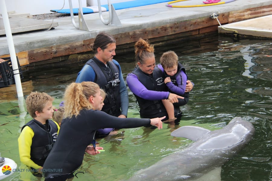 Dolphins Plus LearningaboutDolphins