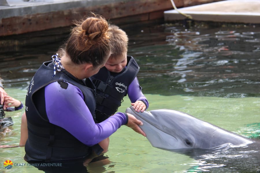 Dolphins Plus PettingDolphins