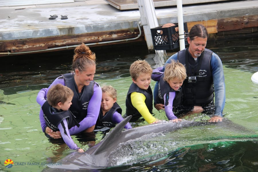 Dolphins Plus PettingDolphinsFloridaKeys