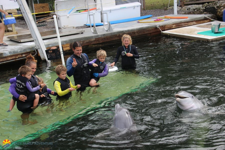 Dolphins Plus PlayingwithDolphinsFloridaKeys