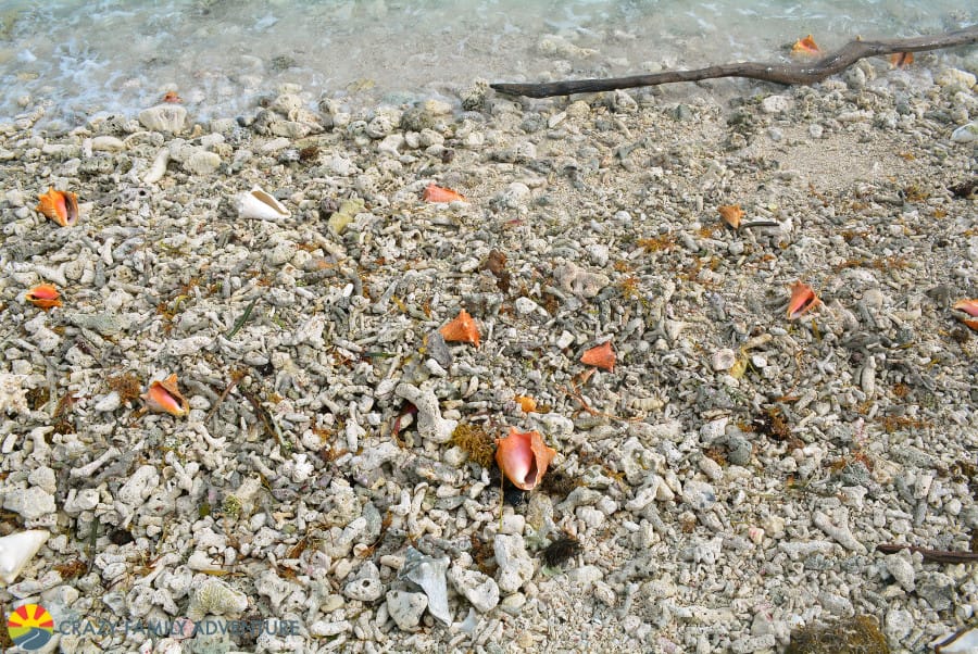 conch-beach