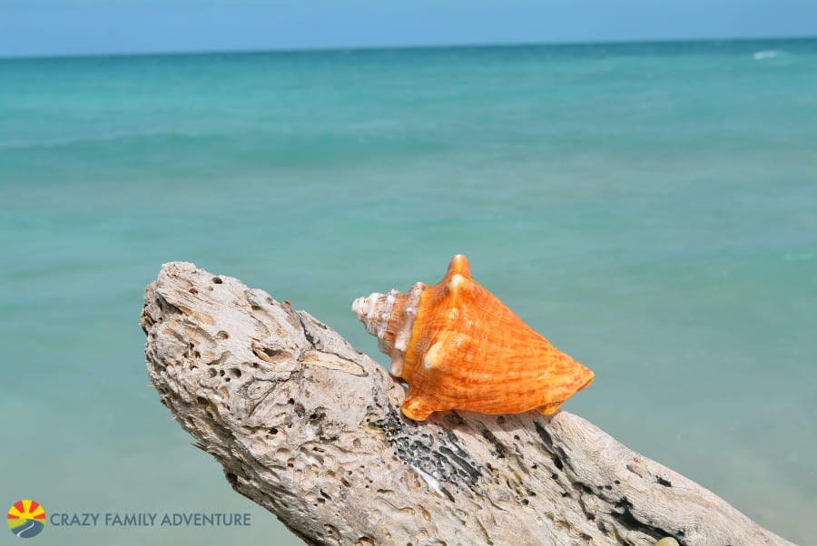 castaway paradise shells list castaway paradise shells list