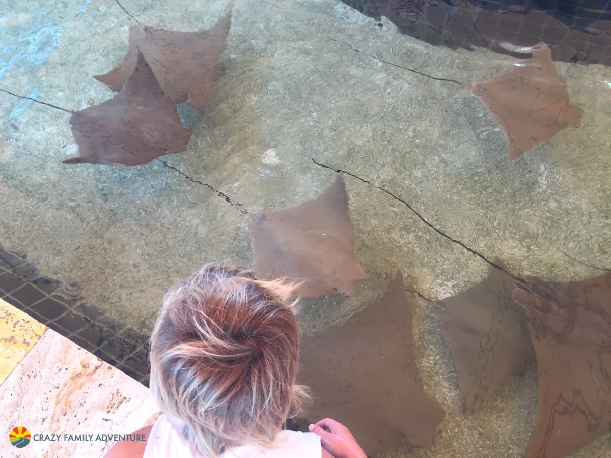 Miami Seaquarium Sting Rays