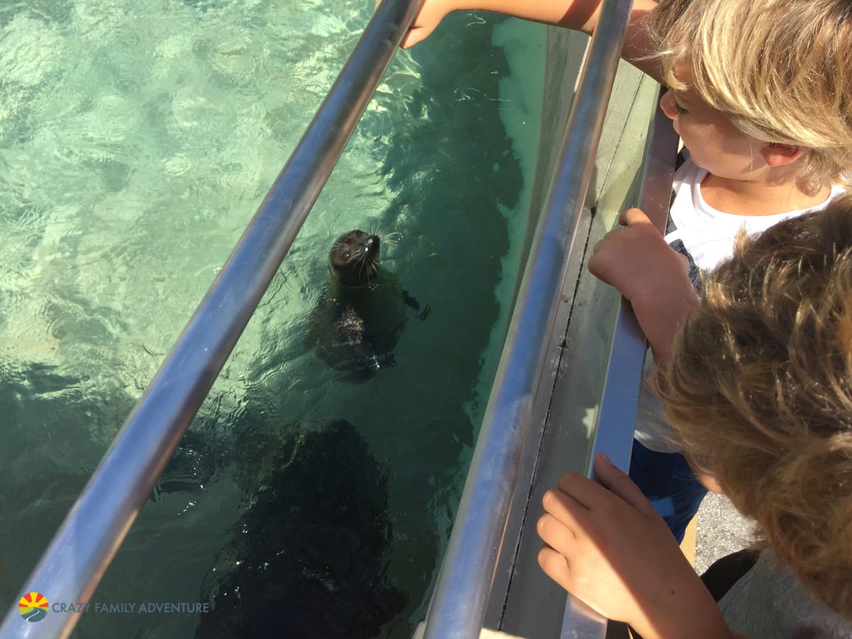 Miami Seaquarium - Things To Do In Miami With Kids