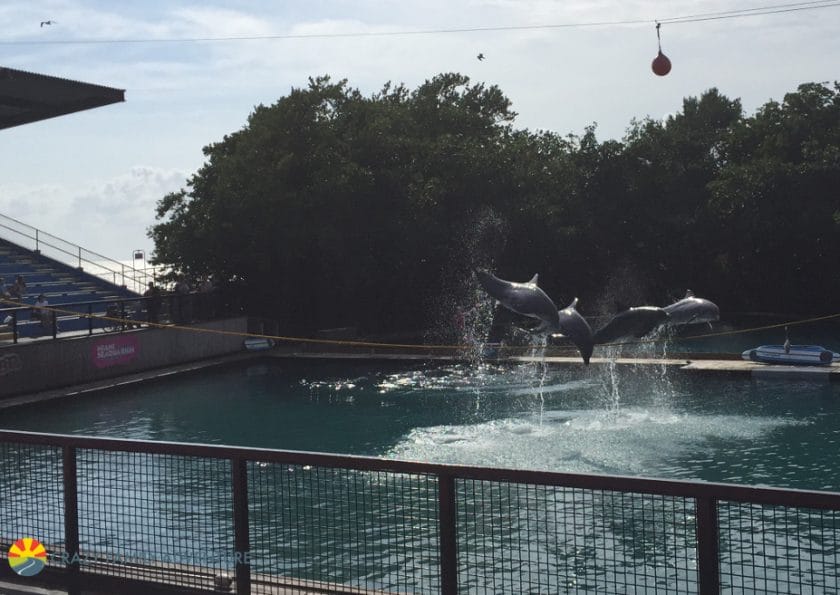 Miami Seaquraium Dolphin Show