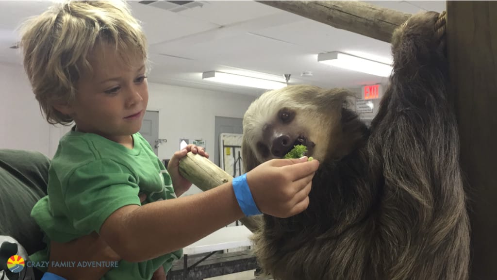 Palm Beach Zoo Animal Encoutner with a Sloth