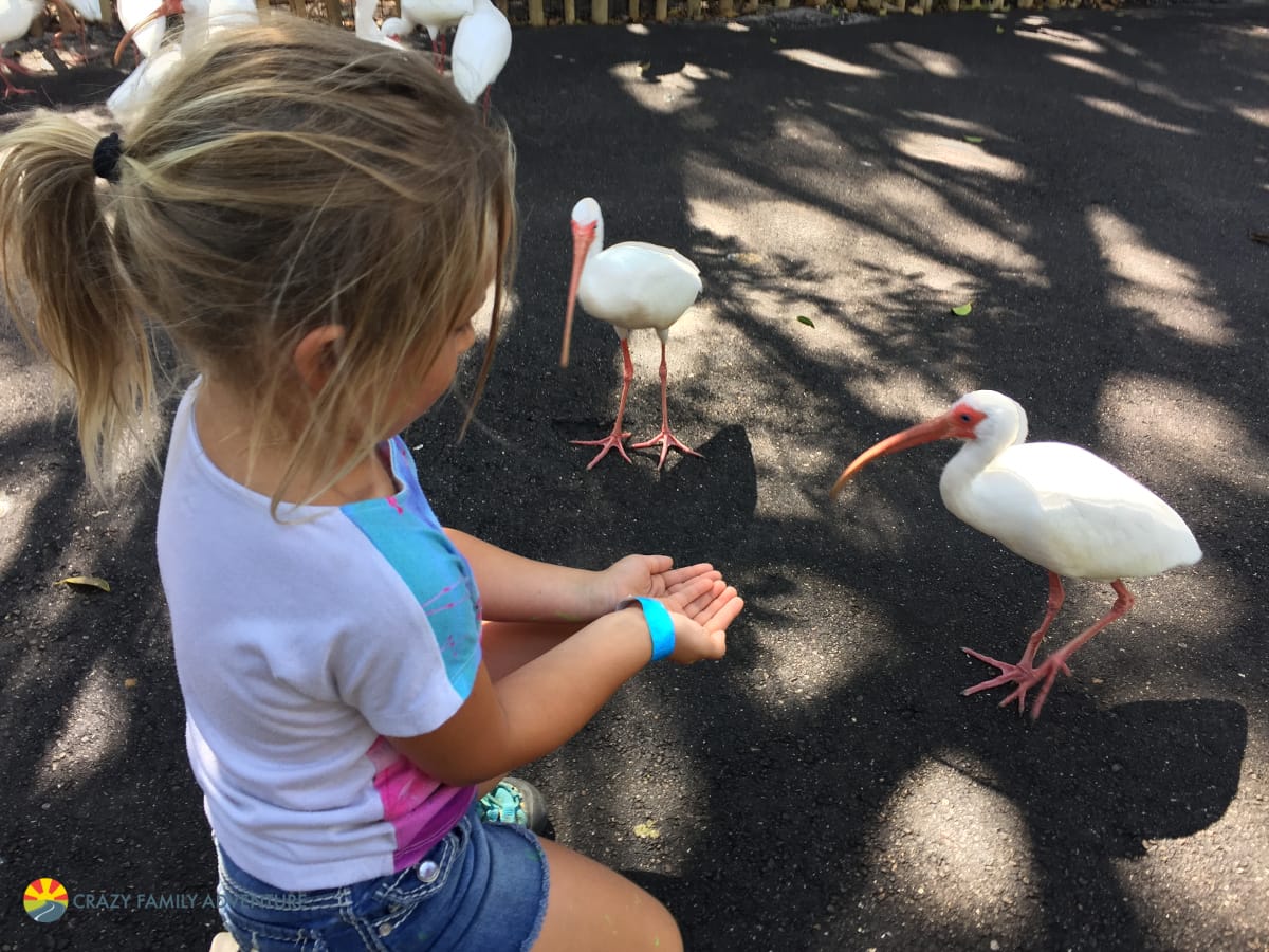 Palm Beach Zoo Feeding Station1