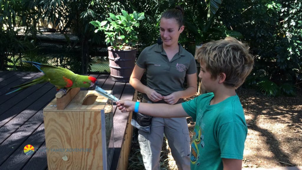 Palm Beach Zoo Parrots