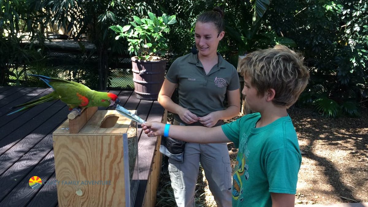 Palm Beach Zoo Parrots