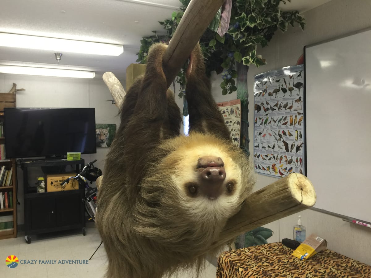 Palm Beach Zoo Sloth Encounter