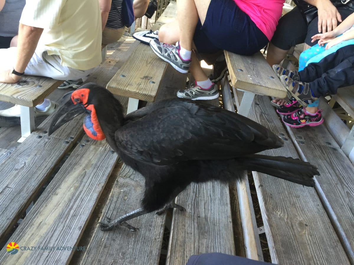 Palm Beach Zoo shows1