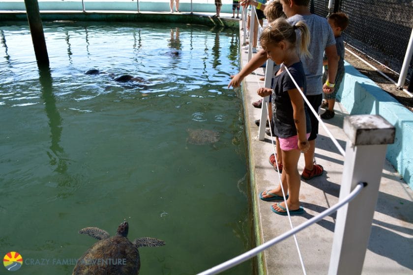 Best Place to see Turtles in the Florida Keys