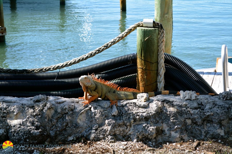 Best Place to see Turtles in the Florida Keys