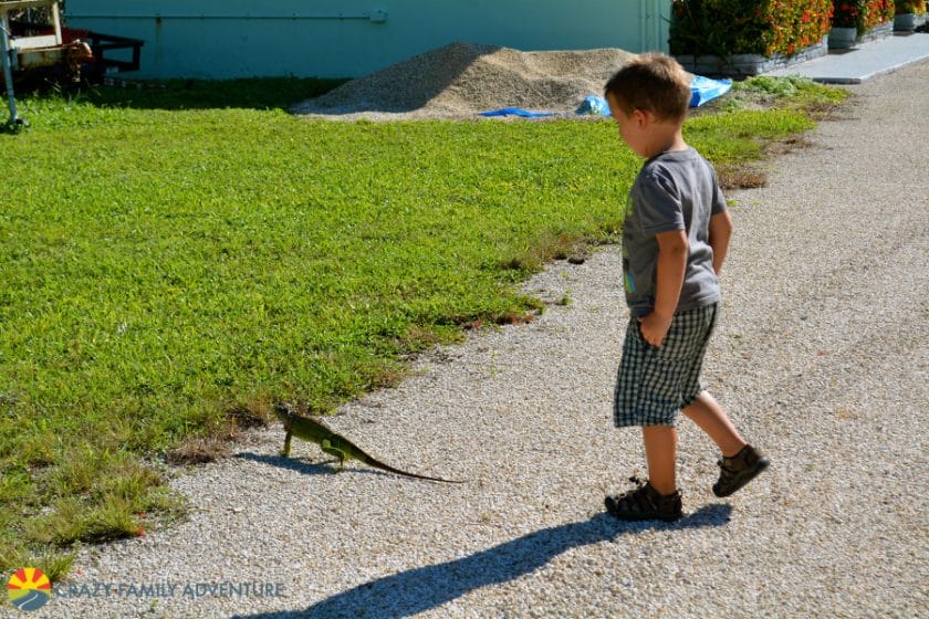 Best Place to see Turtles in the Florida Keys