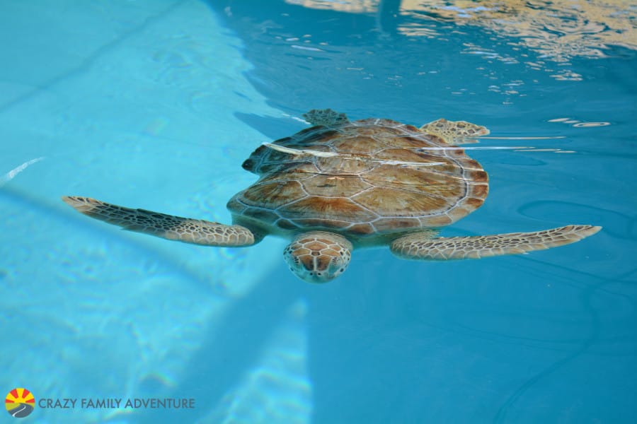 Best Place to see Turtles in the Florida Keys