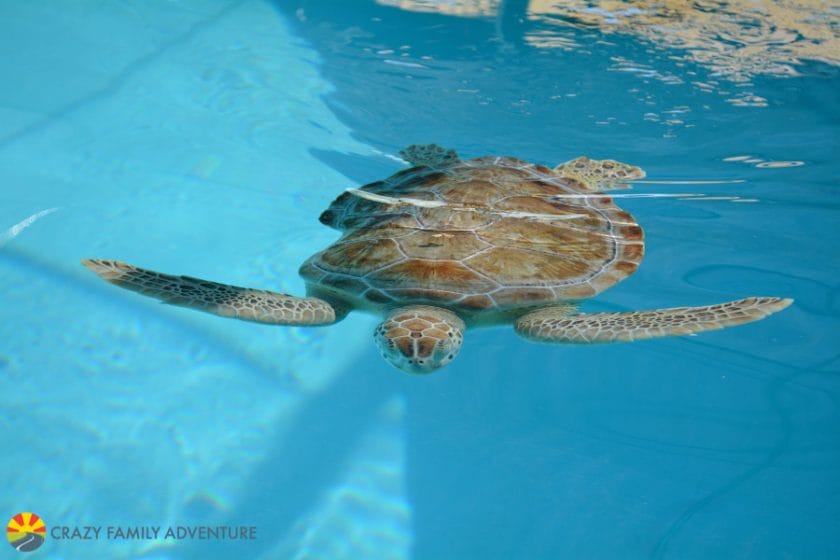 Best Place to see Turtles in the Florida Keys