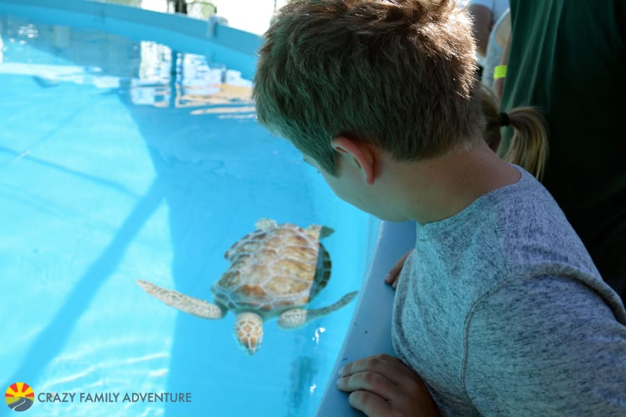 Best Place to see Turtles in the Florida Keys