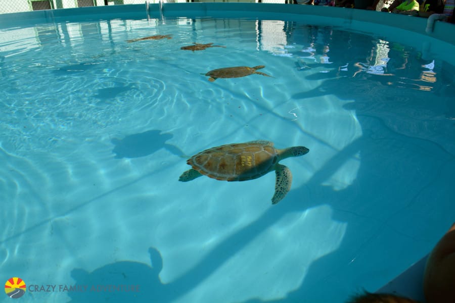 Best Place to see Turtles in the Florida Keys