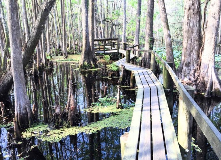 Highland Hammock State Park Trail - boardwalk over the swamp.