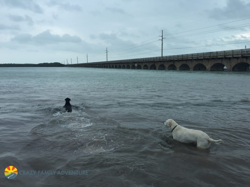 Traveling dog friendly