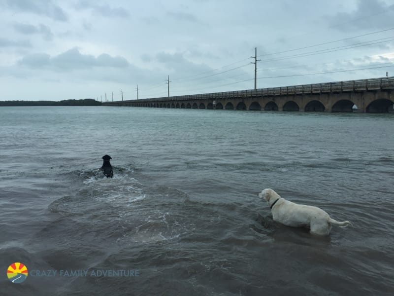 Our Favorite Dog Friendly Places our-favorite-dog-friendly-places