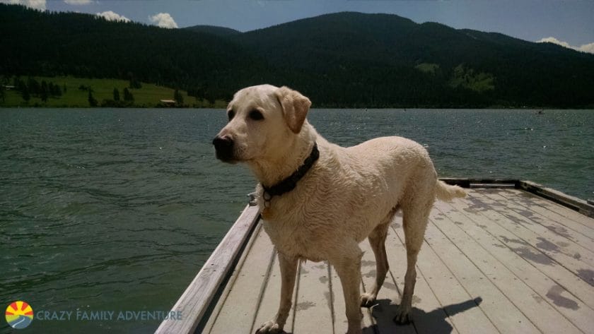 odin-slide-lake dog friendly