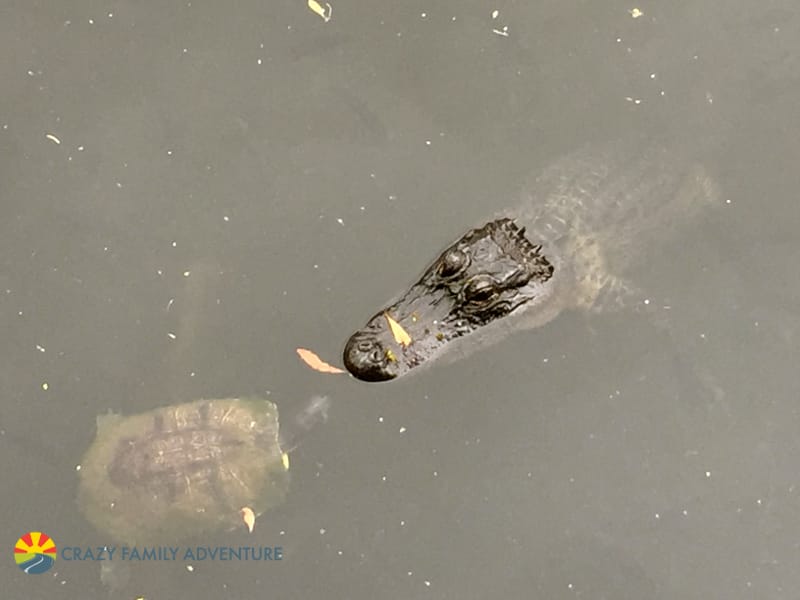 things to do on Jekyll Island with kids Jekyll Island Alligator