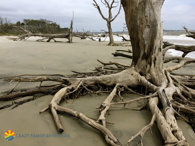 Things to do on Jekyll Island with kids Driftwood Beach