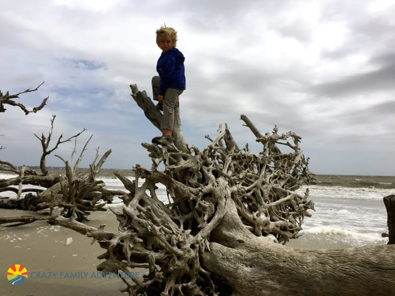 Climbing at Driftwood Beach on Jekyll Island