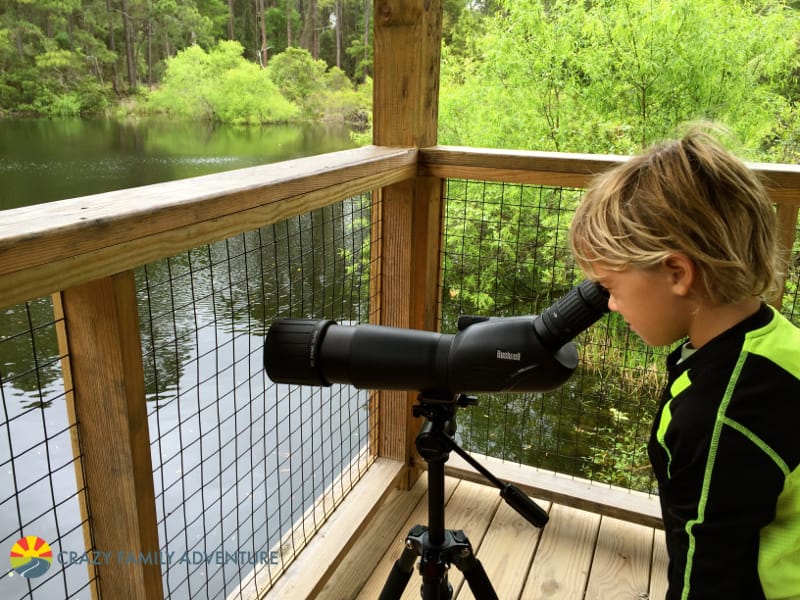 things to do on Jekyll Island with kids Jekyll Island Gatorology