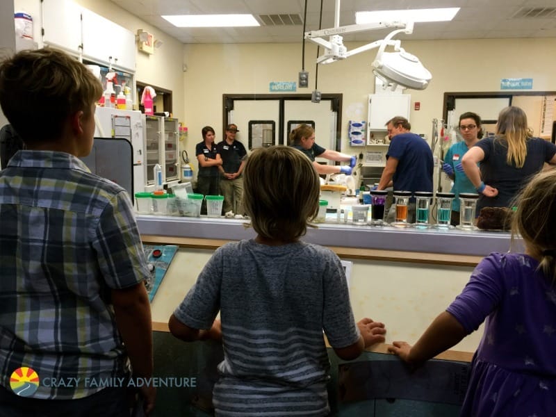 Things to do on Jekyll Island with kids turtle hospital