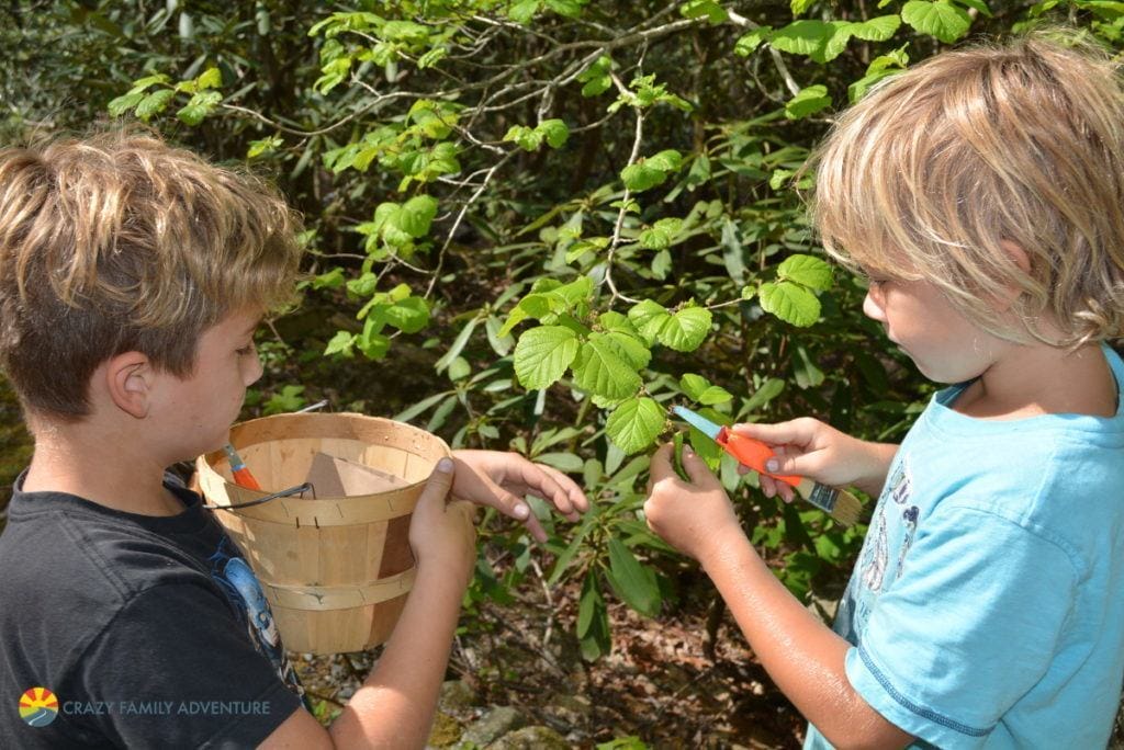 Inspecting if the plant is edible