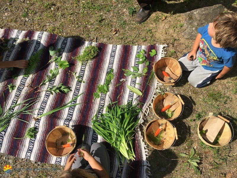 Foraging is one of things to do in Asheville with kids