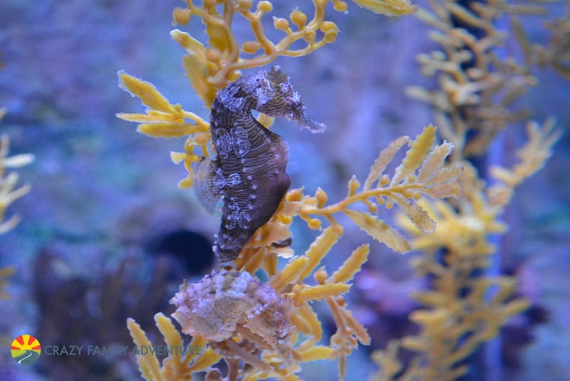 Things To Do At Mall of America With Kids - Sea Life Aquarium