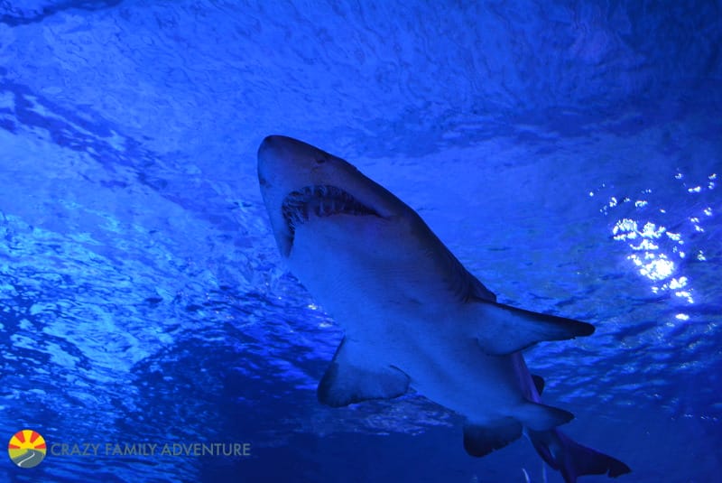 Things To Do At Mall of America With Kids - Sea Life Aquarium