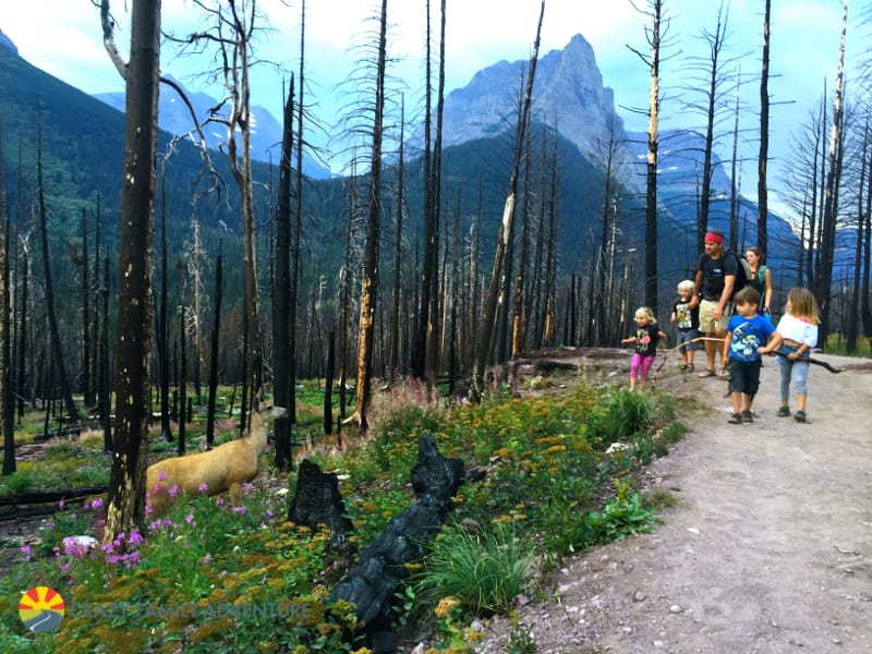 Meeting a deer along the trail to Virginia Falls in Glacier National Park